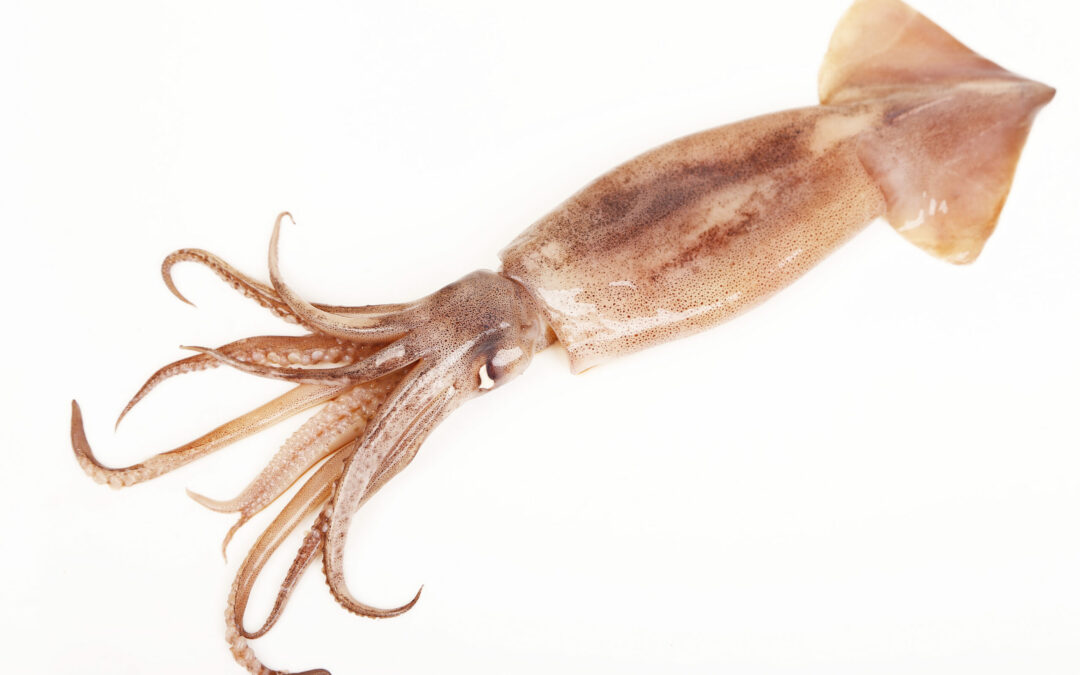 Morocco Squid