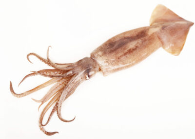 Morocco Squid