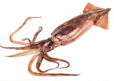South African Squid