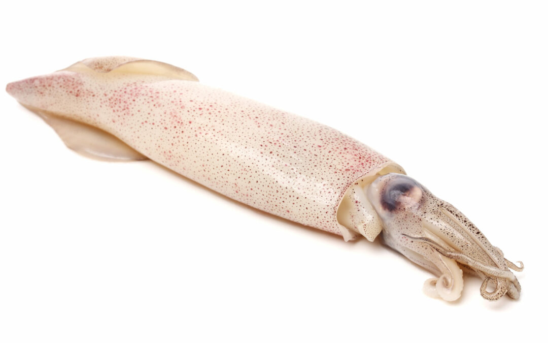 INDIAN SQUID