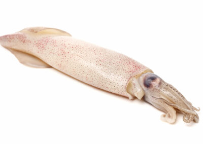 INDIAN SQUID