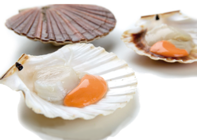 PERUVIAN SCALLOP